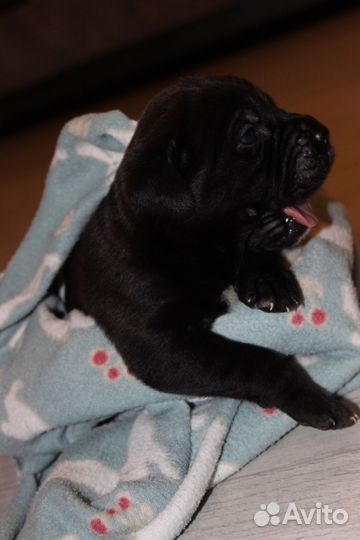 Щенки Кане Корсо