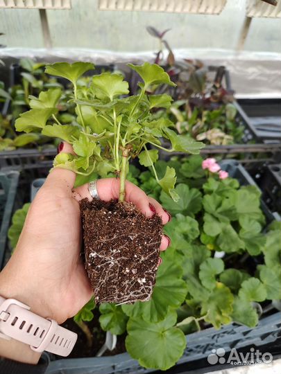 Пеларгония герань сортовая