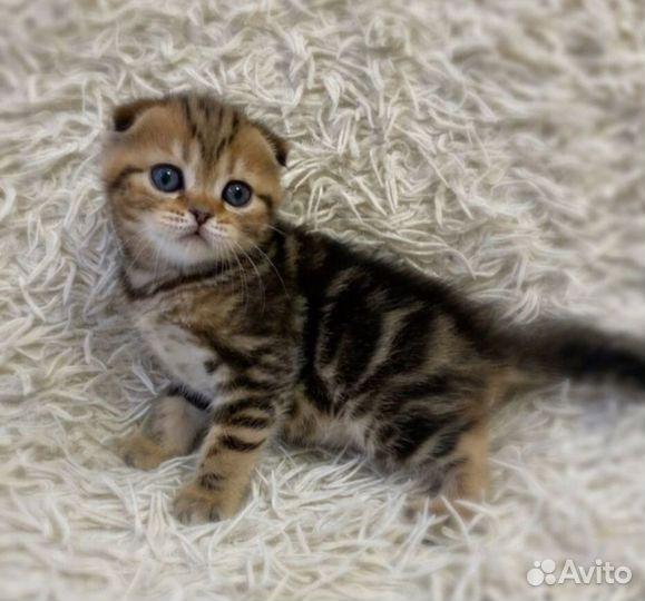Шотландские девочки