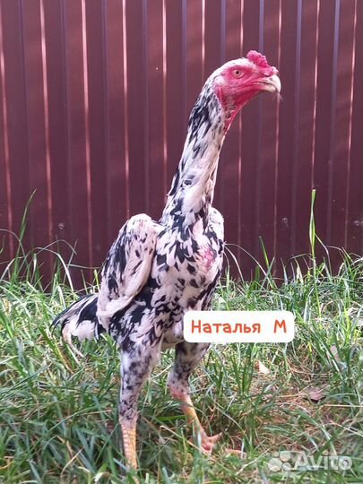 О шамо бойцовские петухи