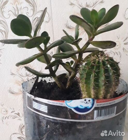 Кактус + денежное дерево