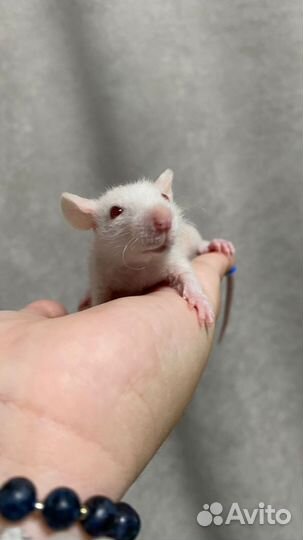 Декоративные крысята