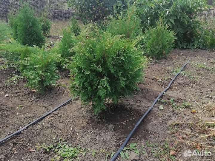 Туя, можевельник, сосна, самшит