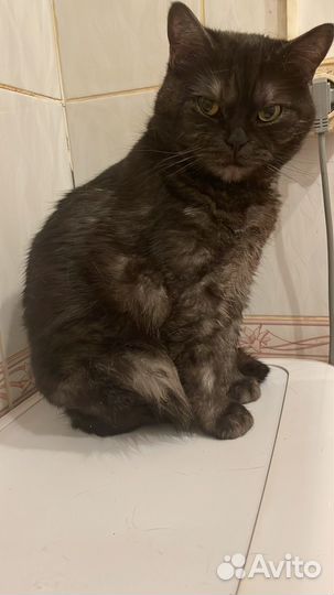 Отдам в добрые руки кошку