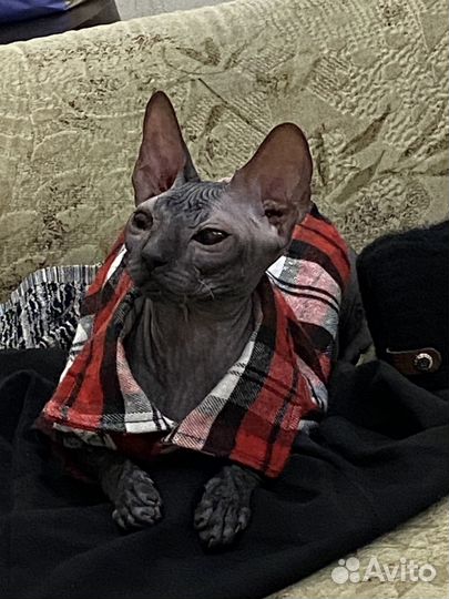 Сфинкс вязка (кошечка)