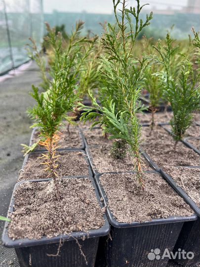 Туя Смарагд