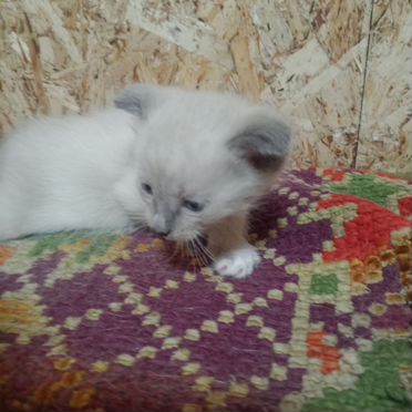 Сиамский котёнок