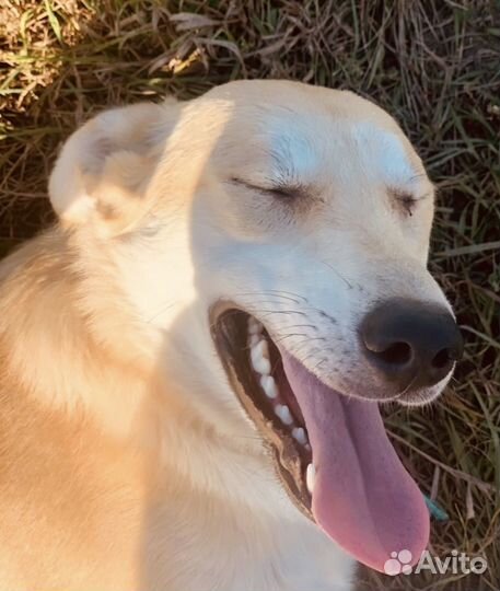 Добрая собака