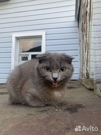 Отдадим кошечку в добрые руки