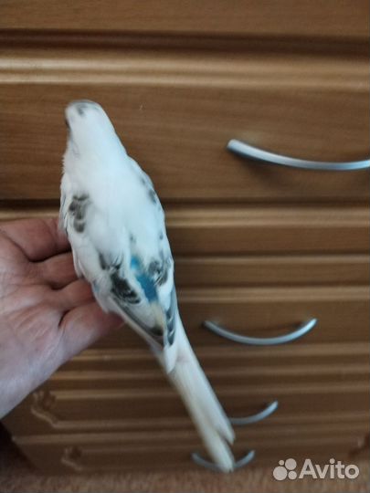 Птенцы волнистый попугай в Хабаровске