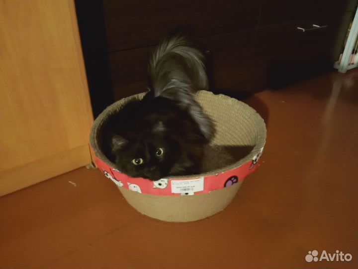 Кошка