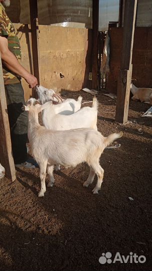 Козочки 6 месяцев