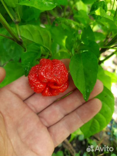 Семена перцев Carolina reaper и Rokubana