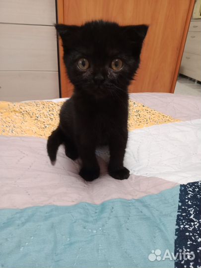 Котенок девочка вислоухая