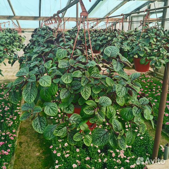 Плектрантус шоколадница оптом