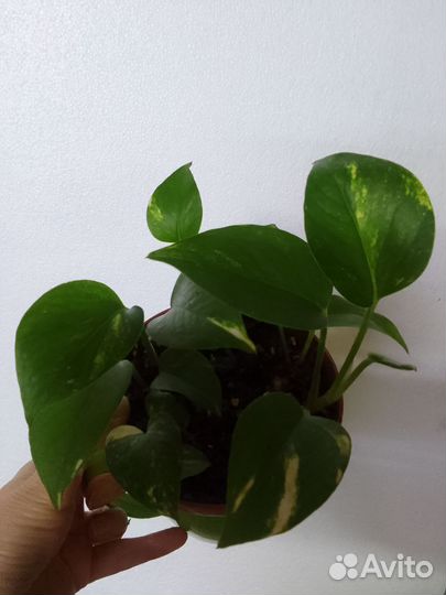 Сциндапсус