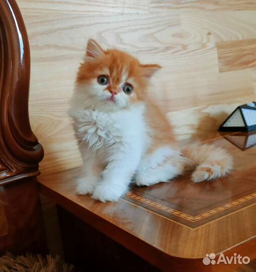 Шотландские рыжики