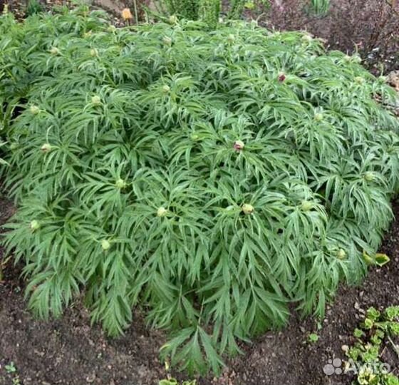 Пион Марьин корень