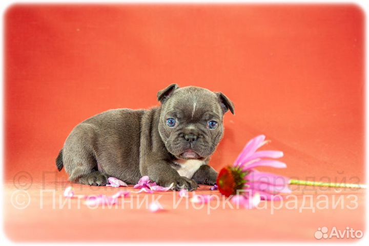 Голубые бульдоги девочки