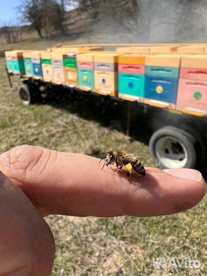 Пчелы пчелопакеты