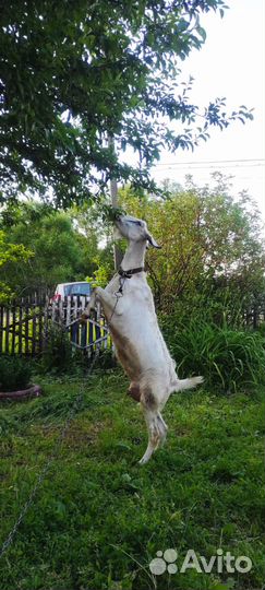 Англо нубийская коза дойная, козел и козлята