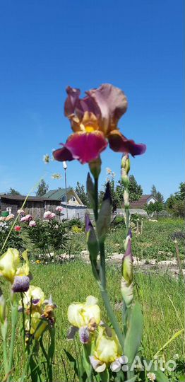 Ирисы бородатые сортовые