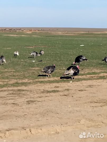 Индюки домашние