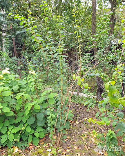 Жасмин махровый и обычный