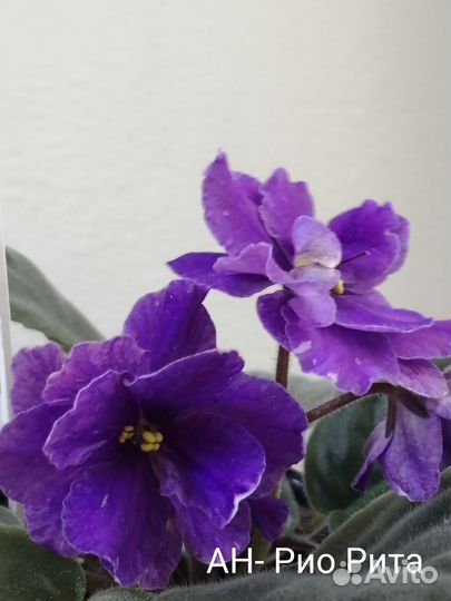 Черенки сортовых фиалок срез