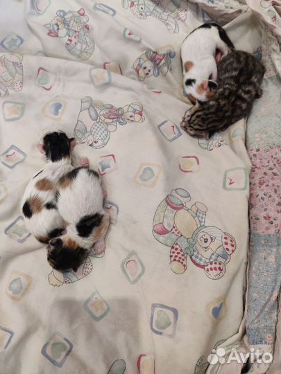 Кошечки в добрые руки