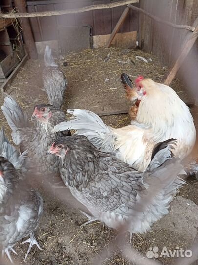 Инкубационое яйцо кур амераукана. И помесных кур