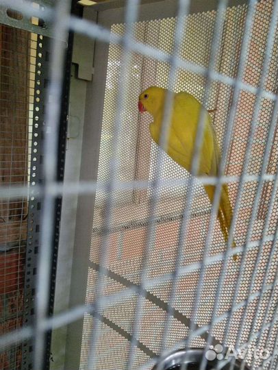 Ожереловый попугай