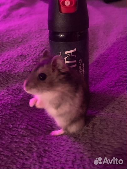 Джунгарский хомяк с клеткой