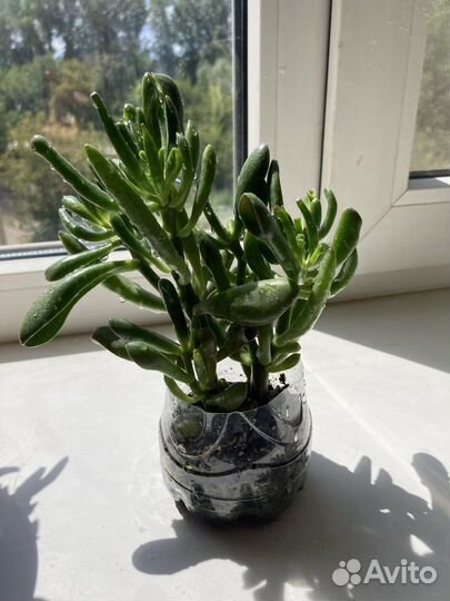 Крассула хоббит