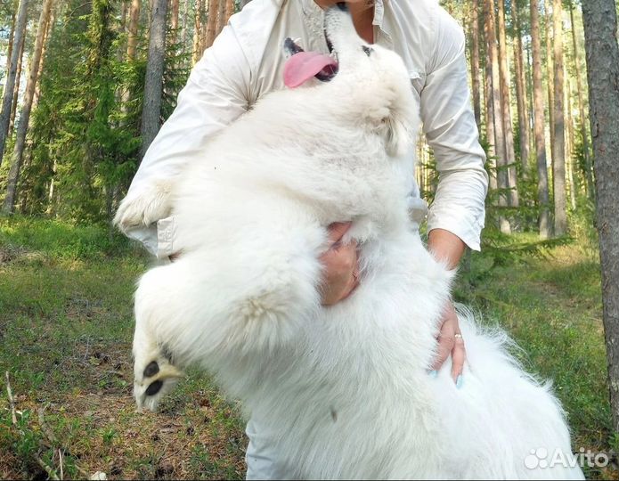 Самоедская лайка очаровательные щенки