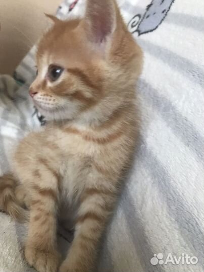 Котятки в добрые руки