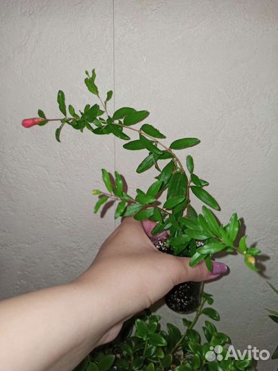 Комнатные растения