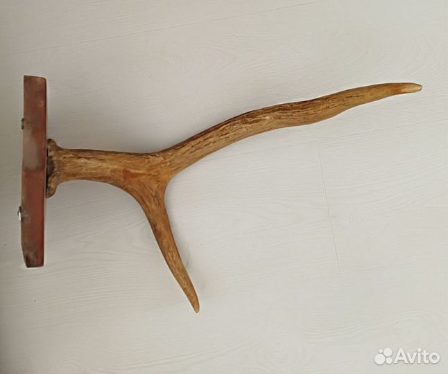 Продам рога лося