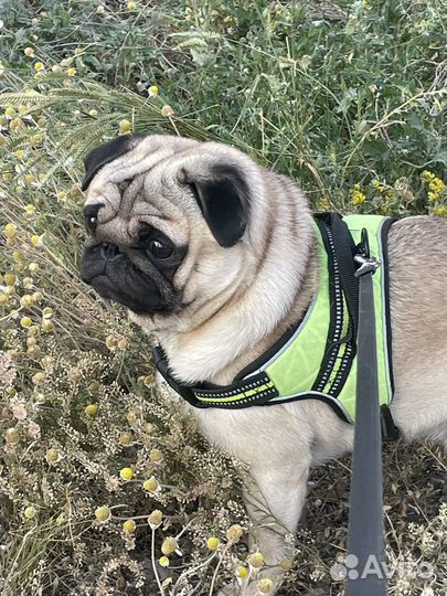 Мопс вязка мальчик