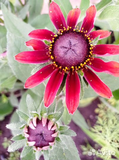 Гайлардия темно- бордо