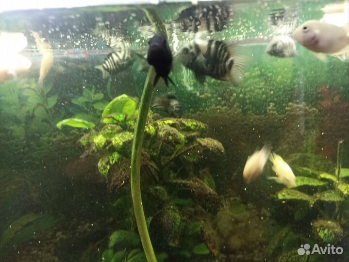 Аквариумные рыбки