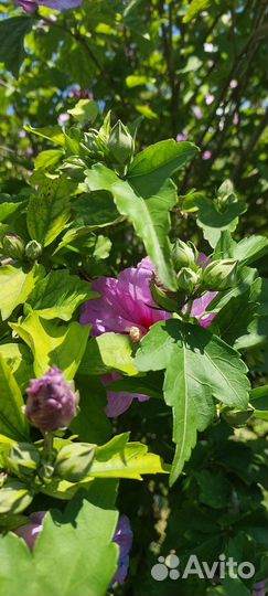 Гибискус садовый 2 ряда лепестков