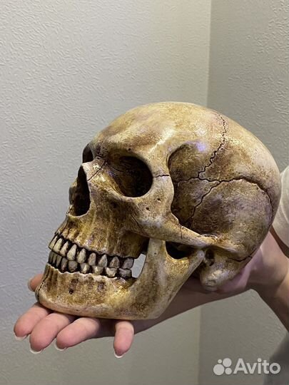 Исскуственный череп