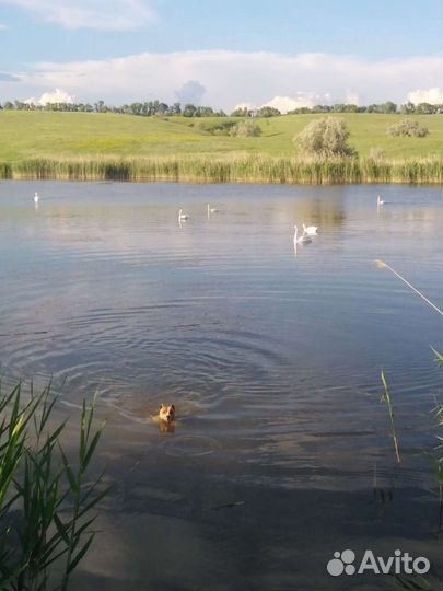 Стаф, вязка