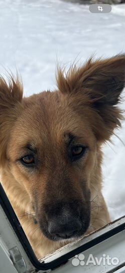 Стерильная с паспортом собака