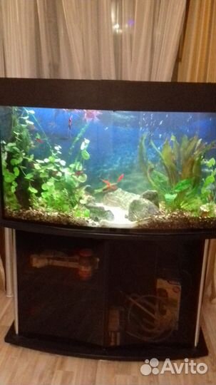 Обслуживание, запуск, оформление аквариума, пруда