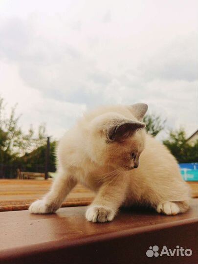 Котёнок сеамский