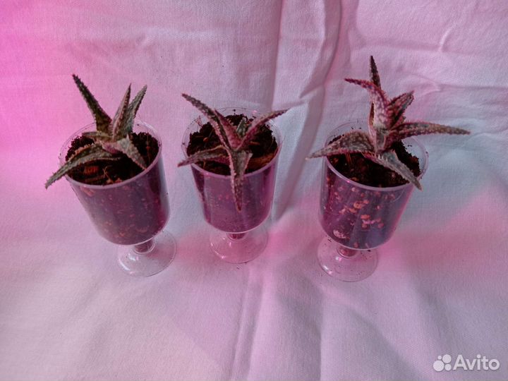 Цветы суккуленты