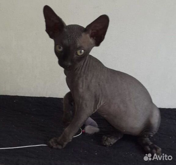 Канадский сфинкс котенок девочка