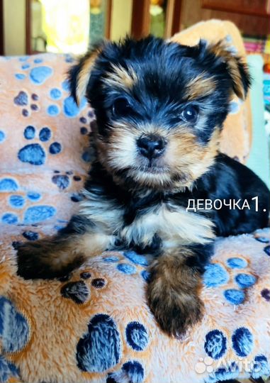 Йоркширский терьер мини беби фейс щенки